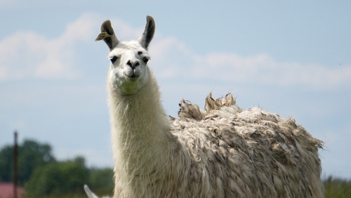 llama